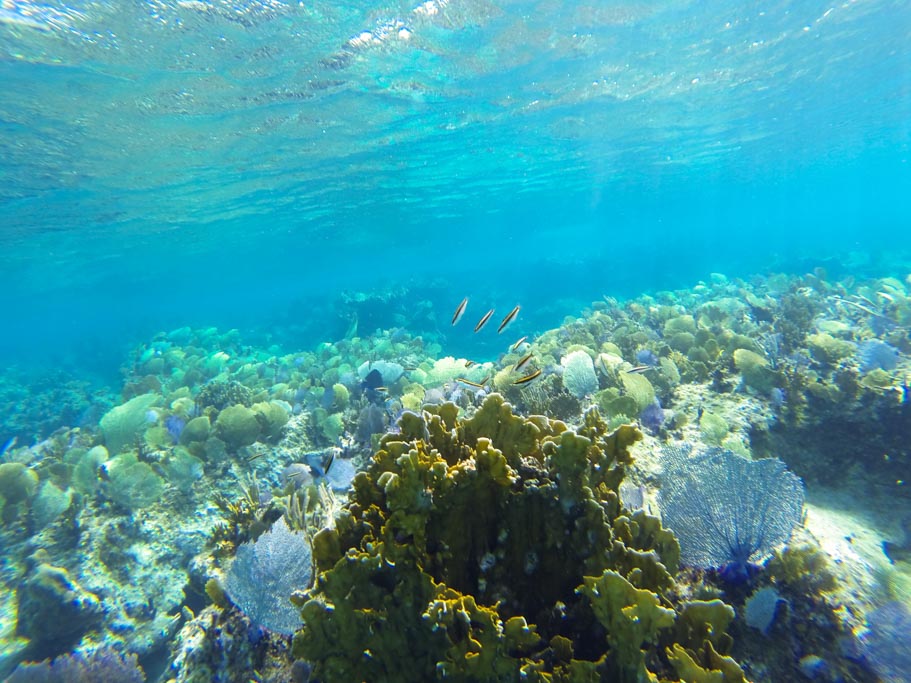 Island Interview: Salt Cay, Turks & Caicos