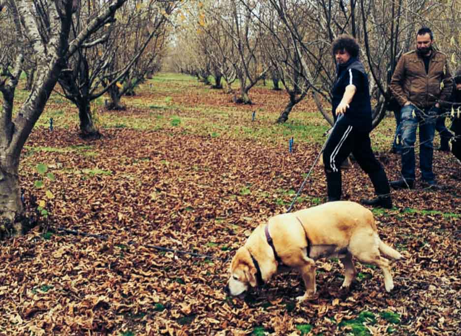 Hunting for Truffles in Manjimup, Western Australia